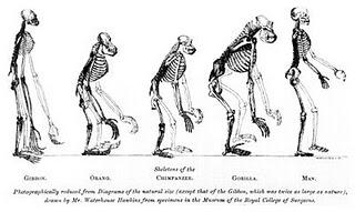 Primer documento.  Individuo y especie