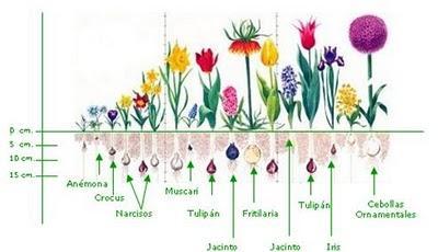 Maceta con bulbos de otoño