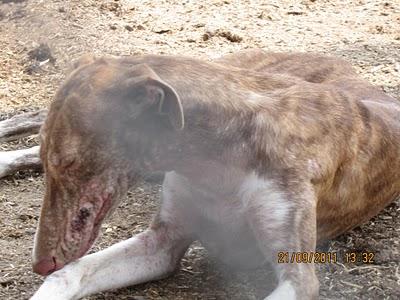 GALGA CONDENADA A MUERTE EN LA PERRERA DE HUELVA ... SOS URGENTE!!!