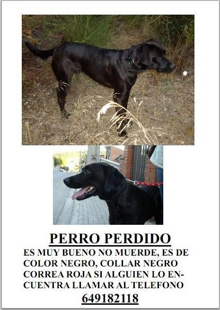 Perro perdido en Cornella. AYUDA PARA ENCONTRARLO!!!