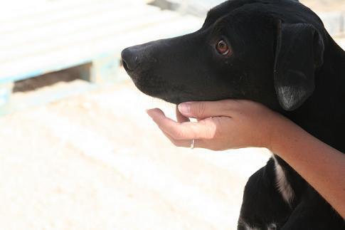 ¿¿No existe Balú?? ¿es una ilusión óptica, una imaginación? Acogida urgente, por favor.