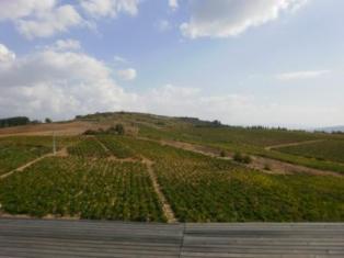 Visita a la Bodega Losada Vinos de Finca