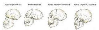 El cráneo humano