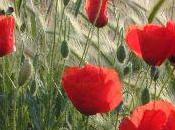 Flores rojas