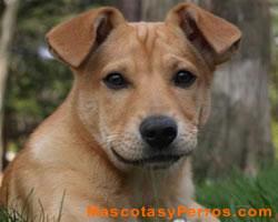 Fotos Perros Carolina Dog