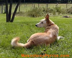 Fotos Perros Carolina Dog