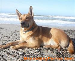 Fotos Perros Carolina Dog