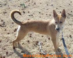 Fotos Perros Carolina Dog