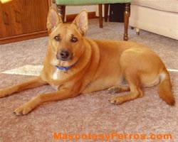 Fotos Perros Carolina Dog