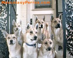 Fotos Perros Carolina Dog