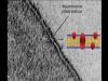 LAS MEMBRANAS BIOLÓGICAS