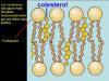 LAS MEMBRANAS BIOLÓGICAS