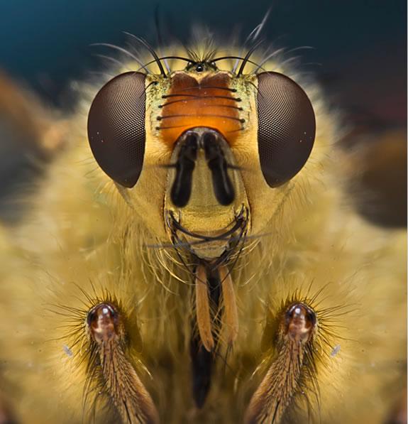 Fotografías macro :: Omid Golzar