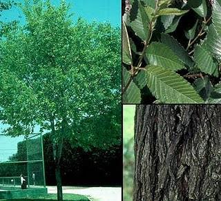 Clasificación de los Árboles Clasificación de los Árboles