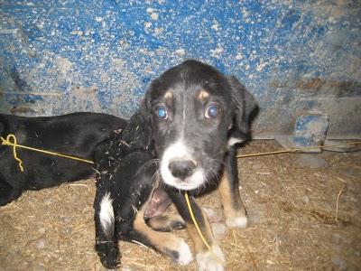 Atadas a un contenedor. Xenia y Sucky de menos de 3 meses. En Granada.