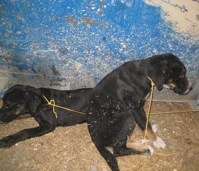 Atadas a un contenedor. Xenia y Sucky de menos de 3 meses. En Granada.