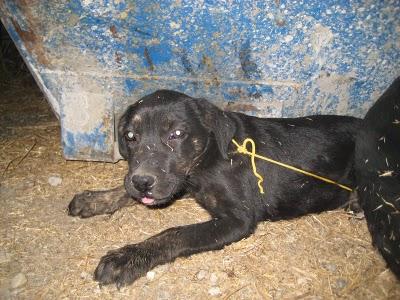 Atadas a un contenedor. Xenia y Sucky de menos de 3 meses. En Granada.