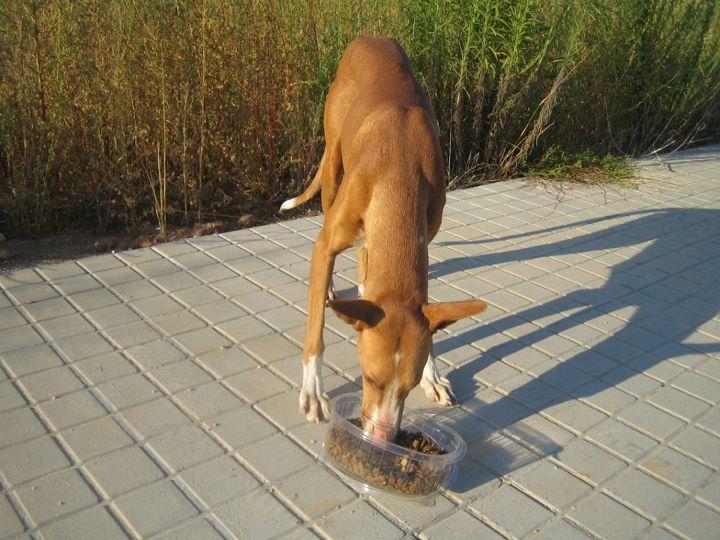 Podenca abandonada al lado de la autovía. Muy desconfiada. (Valencia)