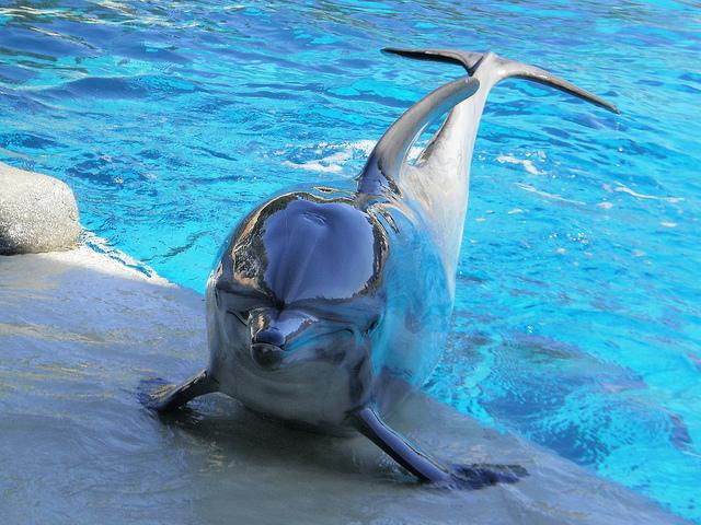 10 cosas que no sabias sobre los delfines