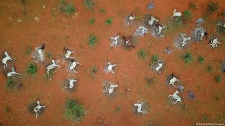 Qué esperar de la sexta extinción masiva del mundo Qué esperar de la sexta extinción masiva del mundo