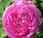 Propiedades Rosa centifolia agua rosas aceite