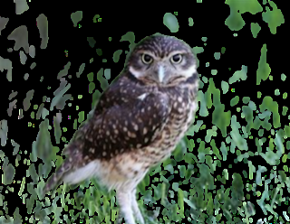 Una lechuza en mi terraza Una lechuza en mi terraza