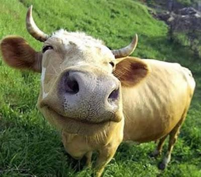 El “peligro” del semáforo de salud mental entre los músicos. El “peligro” del semáforo de salud mental entre los músicos.