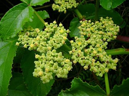 El Condurango y sus Propiedades