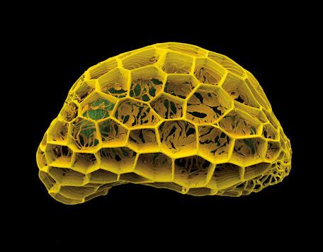 Pólenes en microscopio - Pollens under microscope