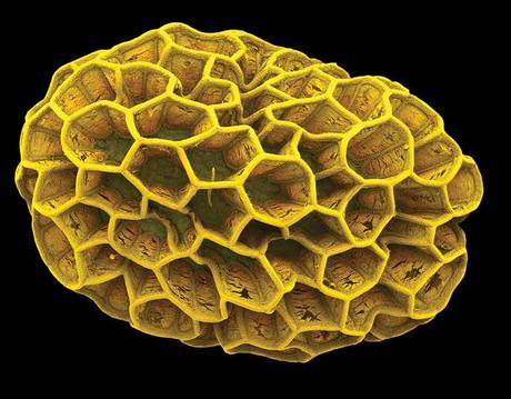 Pólenes en microscopio - Pollens under microscope