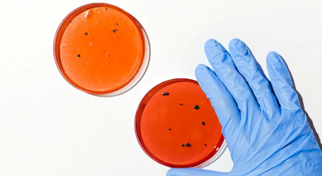 Inteligencia Artificial para combatir bacterias resistentes a los antibióticos
