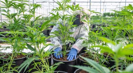 Datos que desconocías sobre el cannabis 4