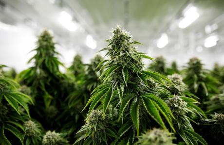 Datos que desconocías sobre el cannabis 3