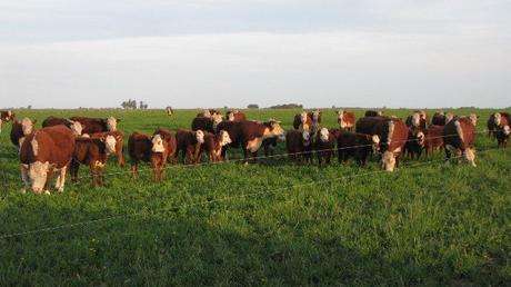 Las explotaciones ganaderas tienen a mejorar en el cuidado del animal