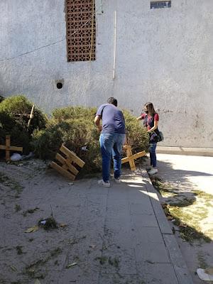 PROGRAMA DE RECICLADO DE ÁRBOLES DE NAVIDAD CONTINÚA CON ÉXITO EN LA ALAMEDA DE TEXCOCO