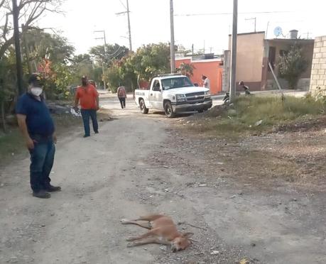 Investigan envenenamiento de perros en Ciudad Valles