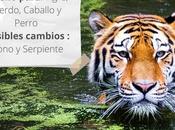 Tigre quien mejor?