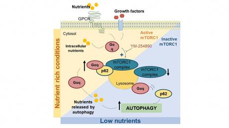 Identifican un nuevo mecanismo que regula la autofagia celular