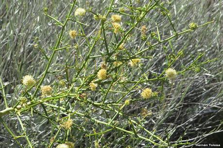 Manca caballo (Prosopidastrum globosum)