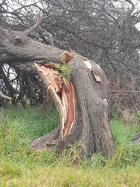 A pesar de la tala, la vida se impuso A pesar de la tala, la vida se impuso