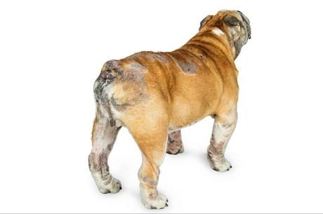 Perro con intolerancia, perro con dermatitis, perro alérgico. Lo que hay que saber. Perro con intolerancia, perro con dermatitis, perro alérgico. Lo que hay que saber.