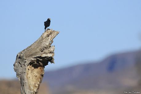 Aves de Piedra Parada