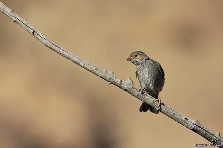 Aves de Piedra Parada