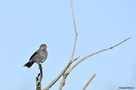 Aves de Piedra Parada