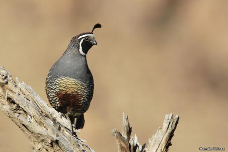 Aves de Piedra Parada