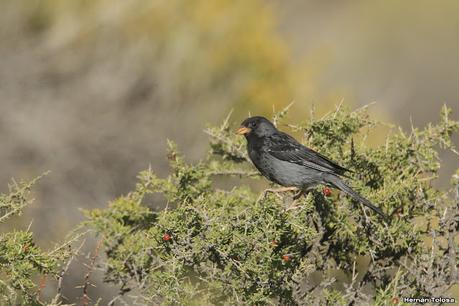 Aves de Piedra Parada