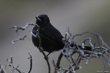 Aves de Piedra Parada