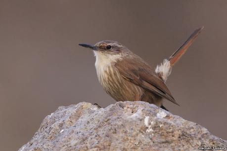 Aves de Piedra Parada