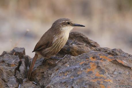 Aves de Piedra Parada