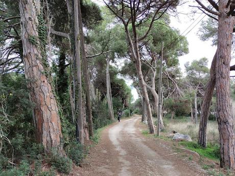 Camino al estany de la Murtra